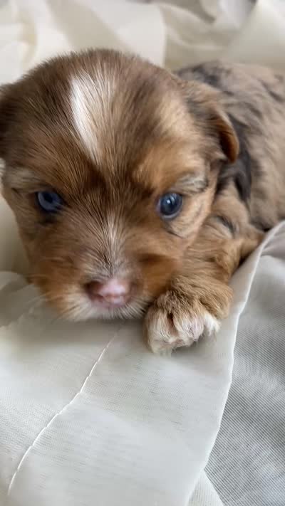 Baby Girl Pink, a female Yorkshire Terrier for sale in Rock Hill, SC – 4 of 4