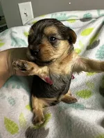 Baby Boy Red, a male Yorkshire Terrier for sale in Rock Hill, SC – 8 of 10