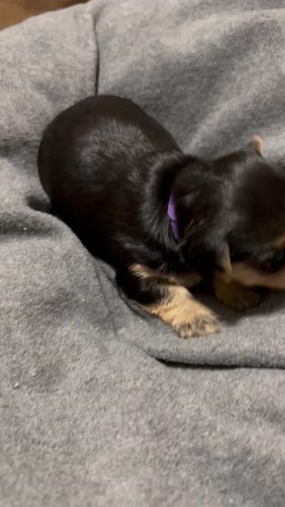 Baby Girl Purple, a female Yorkshire Terrier for sale in Rock Hill, SC – 5 of 8