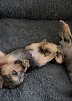 Baby Boy Red, a male Yorkshire Terrier for sale in Rock Hill, SC – 5 of 10