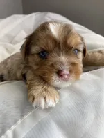 Baby Girl Pink, a female Yorkshire Terrier for sale in Rock Hill, SC – 3 of 4
