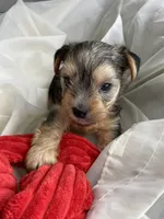 Baby Boy Red, a male Yorkshire Terrier for sale in Rock Hill, SC – 2 of 10