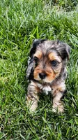 Sammy, a male Yorkshire Terrier for sale in Rock Hill, SC – 1 of 2