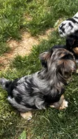 Sammy, a male Yorkshire Terrier for sale in Rock Hill, SC – 2 of 2