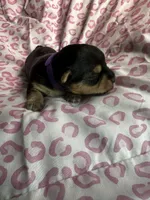 Baby Girl Purple, a female Yorkshire Terrier for sale in Rock Hill, SC – 6 of 8