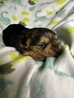Baby Boy Red, a male Yorkshire Terrier for sale in Rock Hill, SC – 9 of 10