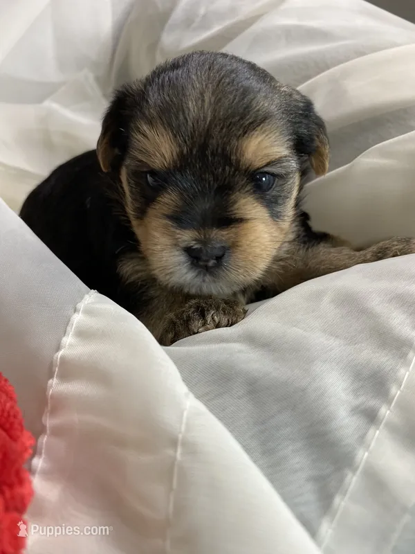 Baby Boy Orange – Yorkshire Terrier puppy for sale in Rock Hill, SC