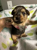 Baby Boy Red, a male Yorkshire Terrier for sale in Rock Hill, SC – 6 of 10