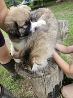Blue Collar, a male Great Pyrenees for sale in Correctionville, IA – 4 of 4