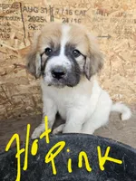 Hot Pink collar, a female Great Pyrenees for sale in Correctionville, IA – 2 of 2