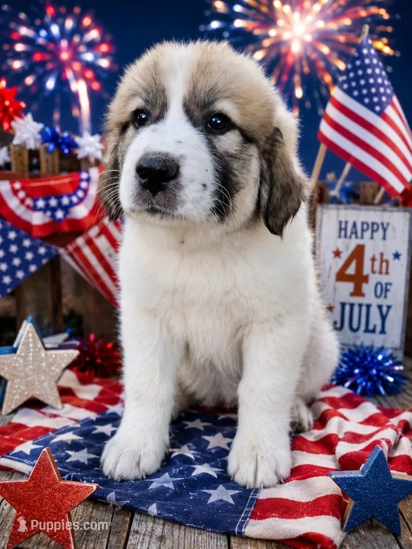 Light Pink collar – Great Pyrenees puppy for sale in Correctionville, IA