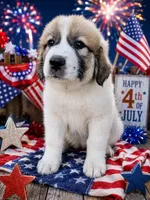 Light Pink collar, a female Great Pyrenees for sale in Correctionville, IA – 1 of 2
