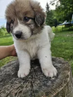 Green Collar, a male Great Pyrenees for sale in Correctionville, IA – 1 of 9