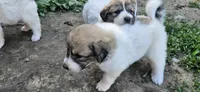 Green Collar, a male Great Pyrenees for sale in Correctionville, IA – 5 of 9