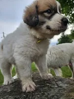 Green Collar, a male Great Pyrenees for sale in Correctionville, IA – 7 of 9