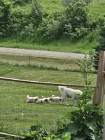 Green Collar, a male Great Pyrenees for sale in Correctionville, IA – 9 of 9
