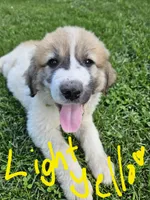 Light Yellow collar, a female Great Pyrenees for sale in Correctionville, IA – 2 of 2