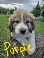 Purple collar, a female Great Pyrenees for sale in Correctionville, IA – 2 of 2