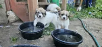 Green Collar, a male Great Pyrenees for sale in Correctionville, IA – 4 of 9