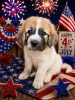 Hot Pink collar, a female Great Pyrenees for sale in Correctionville, IA – 1 of 2