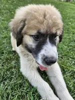 Blue Collar, a male Great Pyrenees for sale in Correctionville, IA – 2 of 4