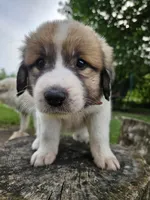 Green Collar, a male Great Pyrenees for sale in Correctionville, IA – 8 of 9