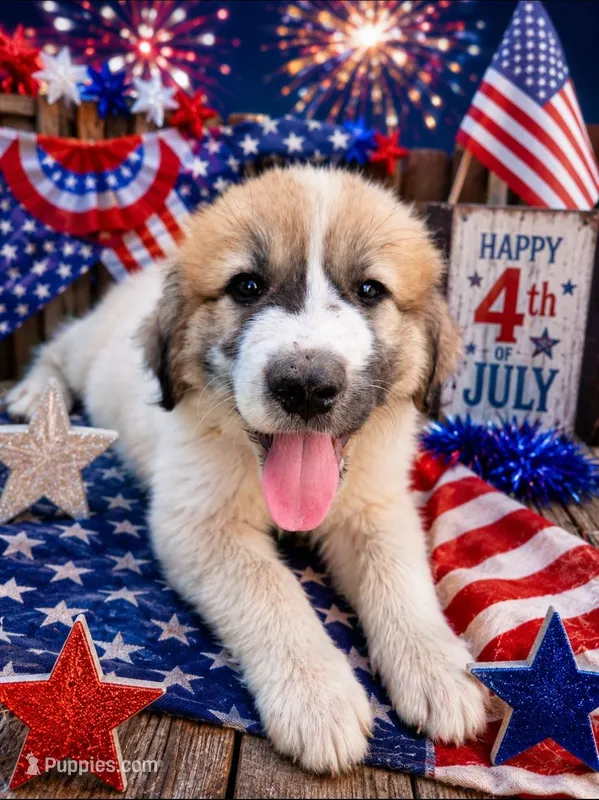 Light Yellow collar – Great Pyrenees puppy for sale in Correctionville, IA