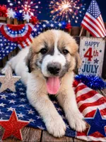 Light Yellow collar, a female Great Pyrenees for sale in Correctionville, IA – 1 of 2