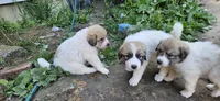 Green Collar, a male Great Pyrenees for sale in Correctionville, IA – 2 of 9