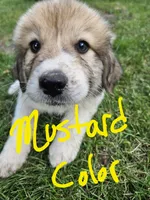 Mustard color collar, a male Great Pyrenees for sale in Correctionville, IA – 2 of 2