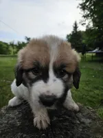 LGD Pink, a female Great Pyrenees for sale in Correctionville, IA – 2 of 2