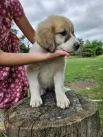 Red Collar, a female Great Pyrenees for sale in Correctionville, IA – 3 of 3