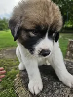 Blue Collar, a male Great Pyrenees for sale in Correctionville, IA – 3 of 4
