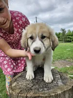 Red Collar, a female Great Pyrenees for sale in Correctionville, IA – 2 of 3