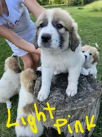Light Pink collar, a female Great Pyrenees for sale in Correctionville, IA – 2 of 2