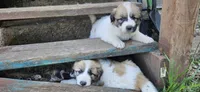 Green Collar, a male Great Pyrenees for sale in Correctionville, IA – 6 of 9
