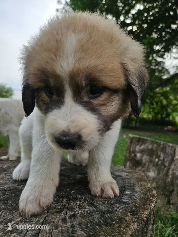 LGD Pink – Great Pyrenees puppy for sale in Correctionville, IA