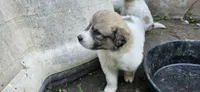 Green Collar, a male Great Pyrenees for sale in Correctionville, IA – 3 of 9