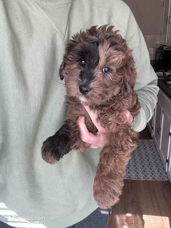 Chai F1b Mini – Miniature Goldendoodle puppy for sale in Milwaukee, WI