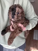 Chai F1b Mini, a male Miniature Goldendoodle for sale in Milwaukee, WI – Photo 2 of 3