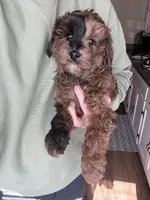 Chai F1b Mini, a male Miniature Goldendoodle for sale in Milwaukee, WI – Photo 3 of 3