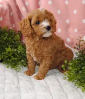 processed/0513d82a-77b9-4b1a-9752-1ff5aca8044c/facility/b2535f09-9f6d-4e3d-b65a-b155979e3b52