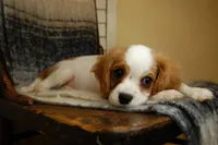 AKC Chestnut, a male Cavalier King Charles Spaniel for sale in Mountain Grove, MO – Photo 2 of 6