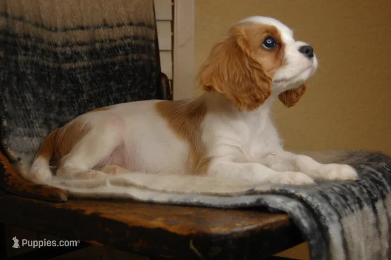 AKC Chestnut, a male Cavalier King Charles Spaniel for sale in Mountain Grove, MO – Photo 1 of 6