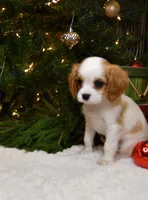 AKC Chestnut, a male Cavalier King Charles Spaniel for sale in Mountain Grove, MO – Photo 6 of 6
