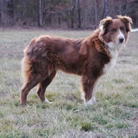 Red Bi Aussie , a female Australian Shepherd for sale in Mountain Grove, MO – Photo 4 of 6