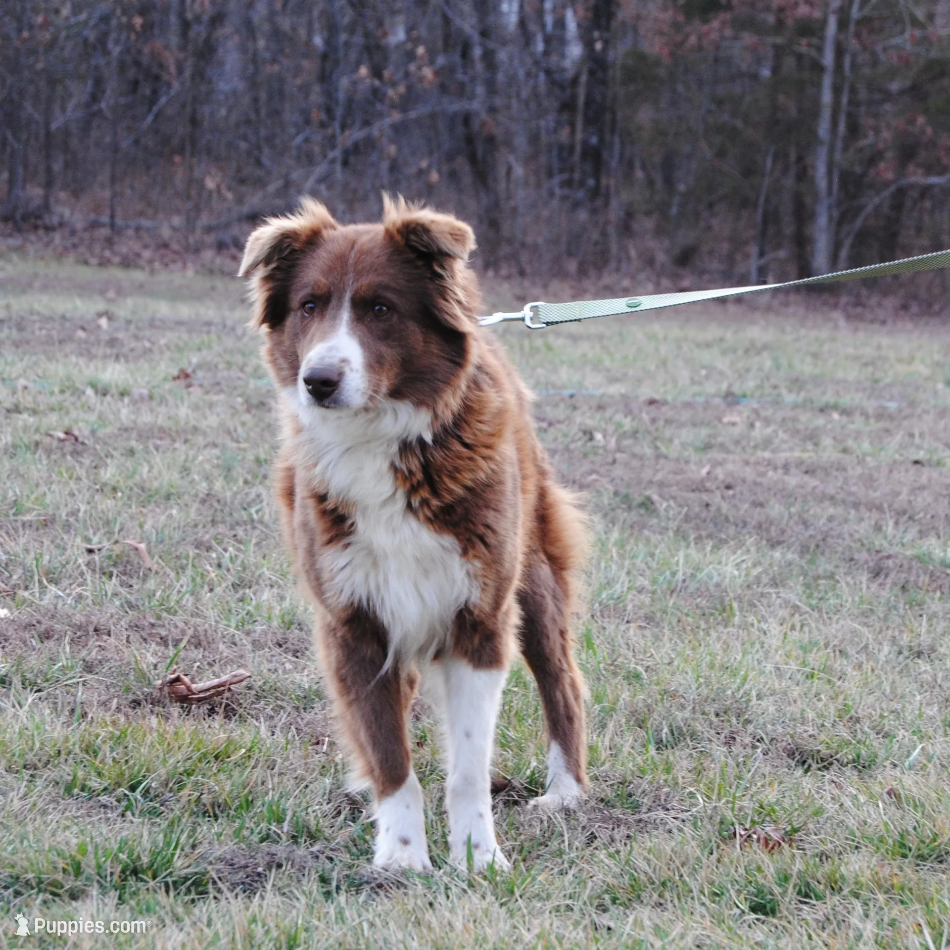 ASCA FEMALE, a female Australian Shepherd for sale in Mountain Grove, MO – Photo 3 of 7