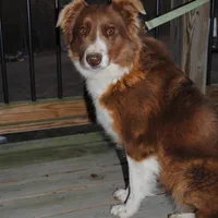 Red Bi Aussie , a female Australian Shepherd for sale in Mountain Grove, MO – Photo 1 of 6