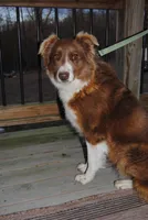ASCA FEMALE, a female Australian Shepherd for sale in Mountain Grove, MO – Photo 2 of 7
