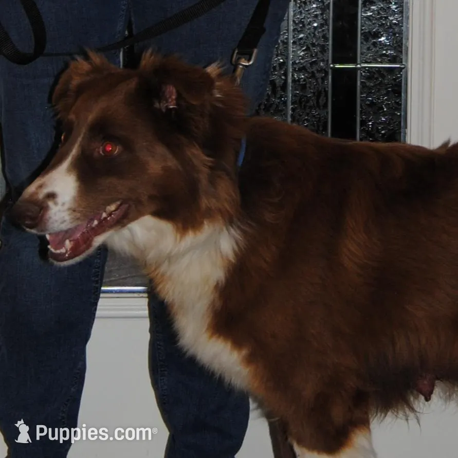 ASCA FEMALE, a female Australian Shepherd for sale in Mountain Grove, MO – Photo 6 of 7